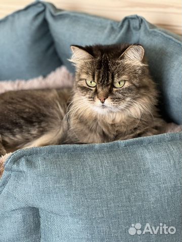 Отдам ласковую кошечку в добрые руки