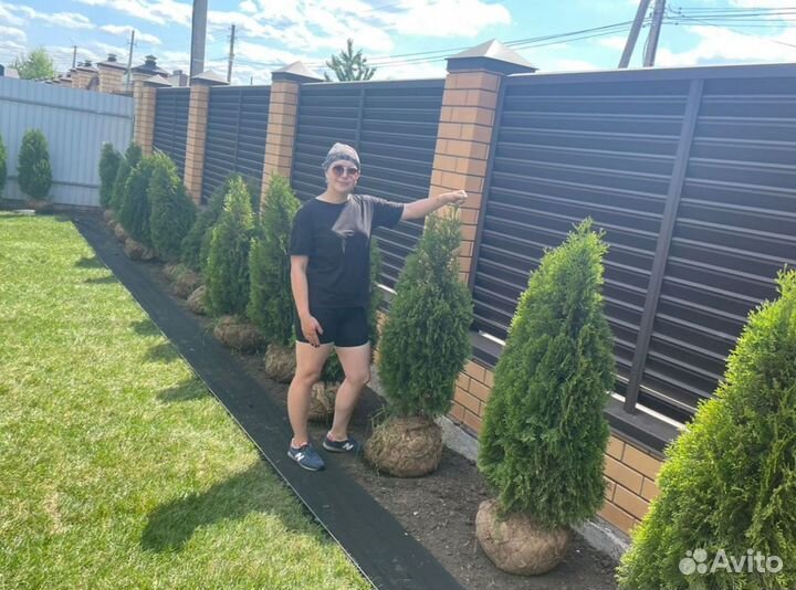 Газон рулонный «Универсал» с доставкой и укладкой