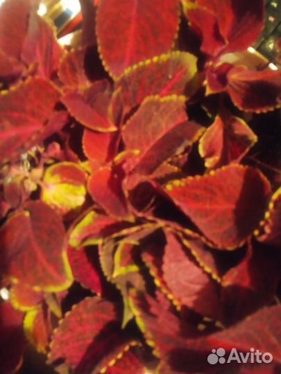 Цветы домашние