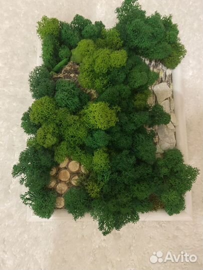 Картина из стабилизированного мха