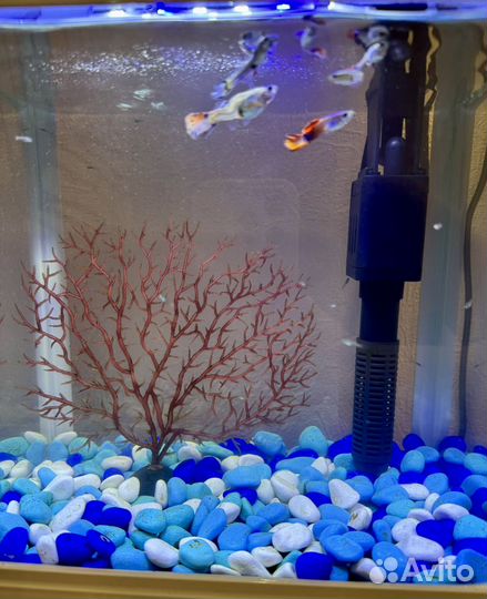 Аквариум с рыбками