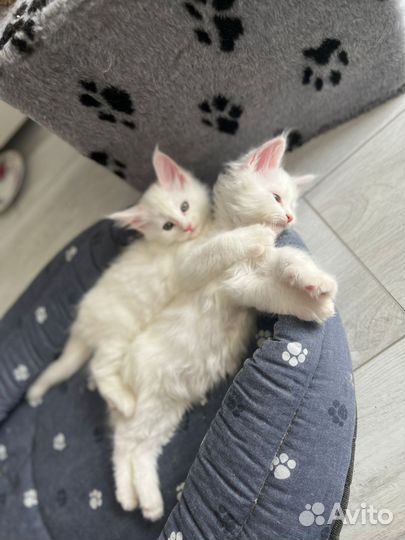Котята мейкун