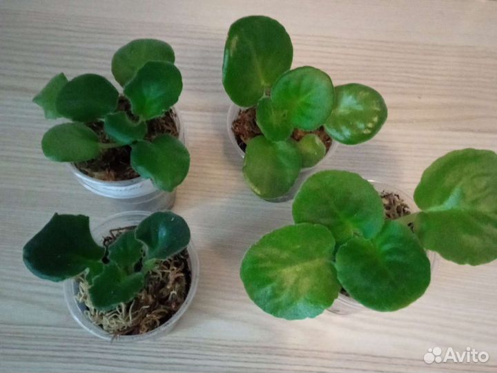 Сортовые фиалки