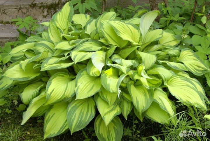 Хосты бордюры для сада. Цветы многолетние