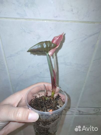 Сингониумы клубничный лёд, серый призрак, триколор