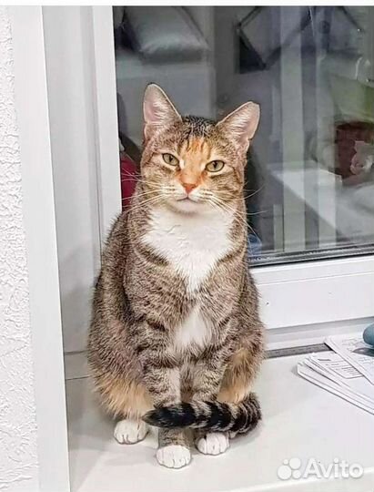 Трехцветная красавица Кира ищет дом