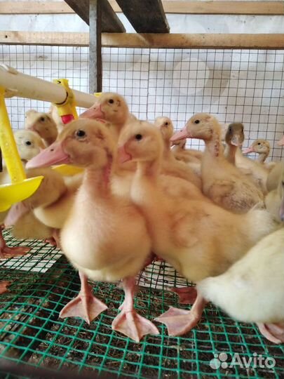 Утята подрощенные