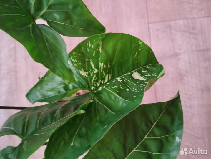 Сортовые сингониумы разные сорта