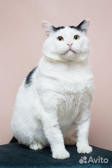 Котик толстячок колбаскин