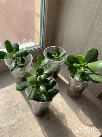 Крассула, денежное дерево, толстянка