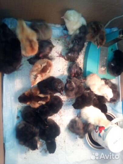 Инкубационное яйцо