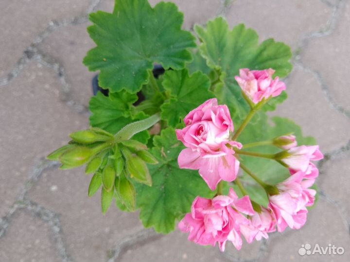 Пеларгония герань сортовая