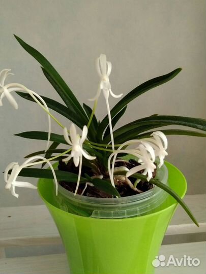 Неофинетия