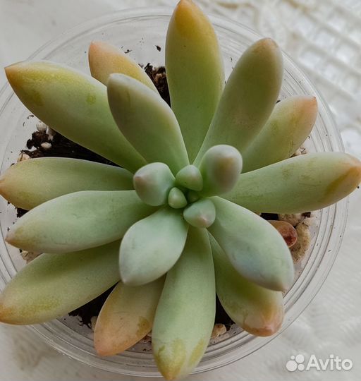 Суккуленты