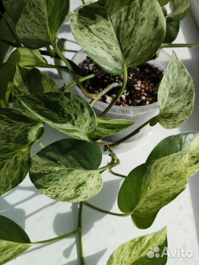 Продам эпипренум