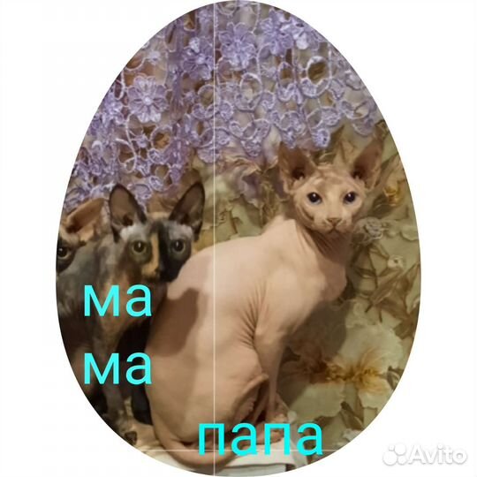 Канадский сфинкс