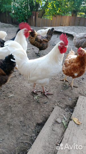 Продам петуха