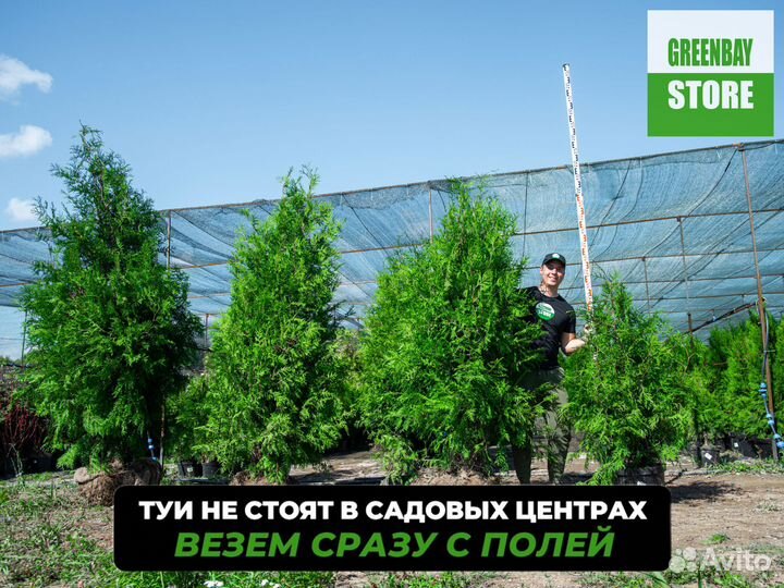 Туя брабант 1,4 м свежая копка 2023