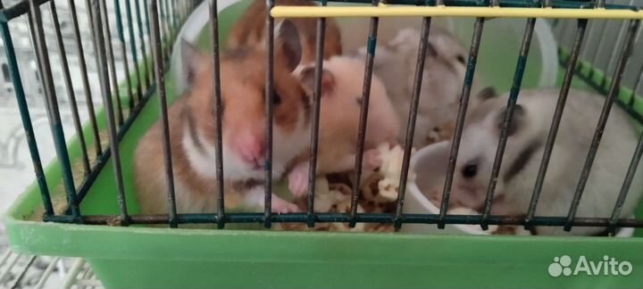 Сирийский хомяк