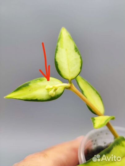 Хойя Луис буис / hoya luis buis