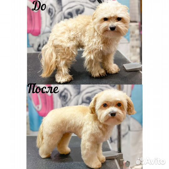 Профессиональная стрижка собак салонного уровня