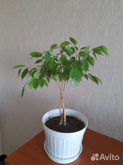 Фикус бенджамина