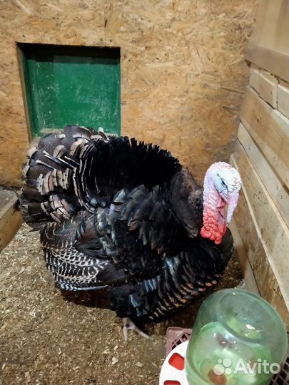 Мясо домашней индейки