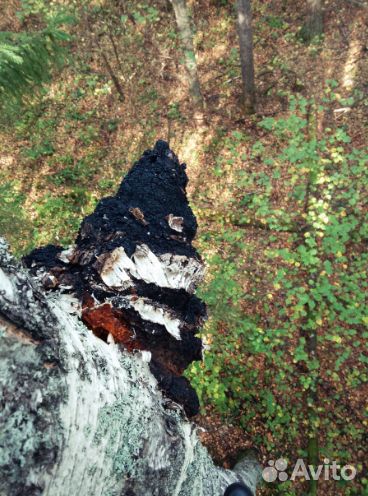 Иваг-чай+ чага, 600гр