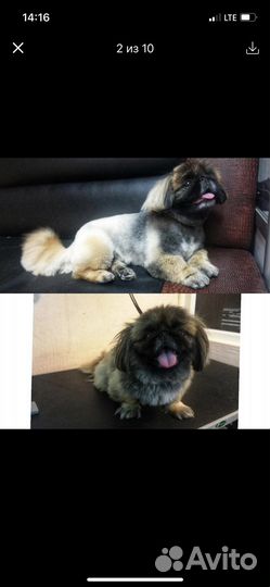 Грумер стрижка собак