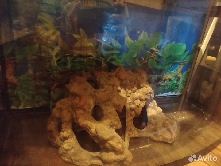 Аквариум