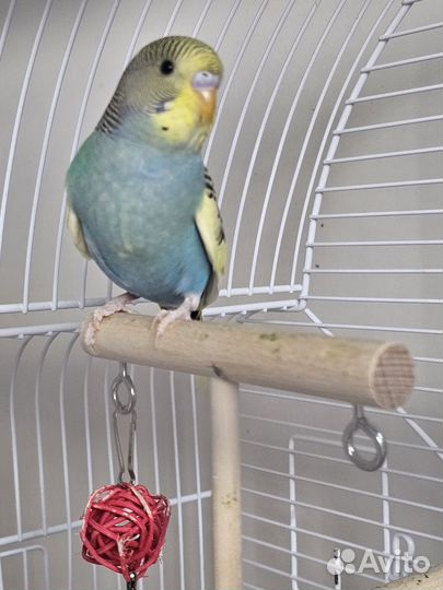 Птенцы волнистый попугай