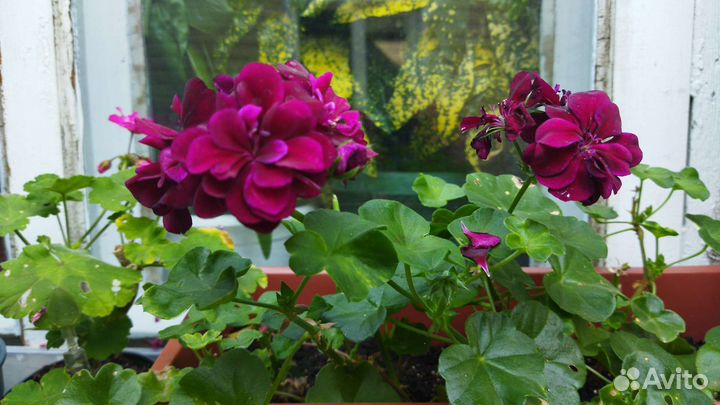 Пеларгонии, толстянка