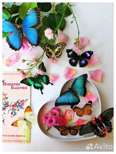 Живые тропические бабочки для подарка