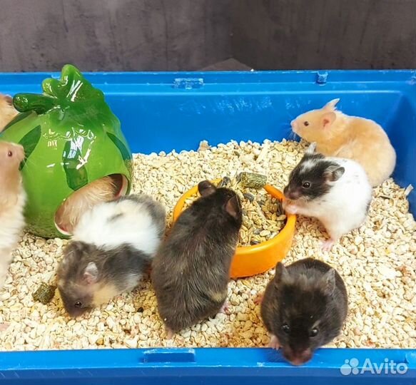 Сирийские и Ангорские хомячки