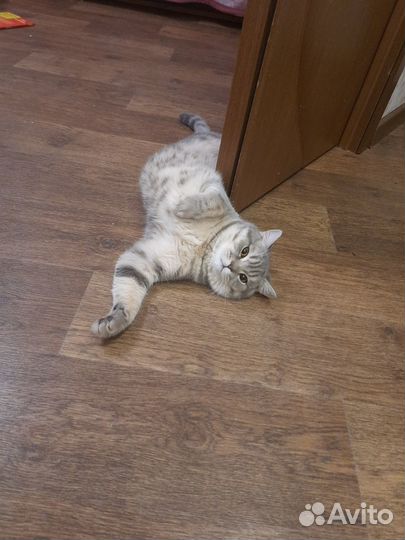 Шотландский кот вязка