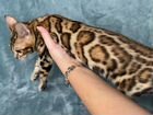 Бенгальская кошка розетка на золоте объявление продам