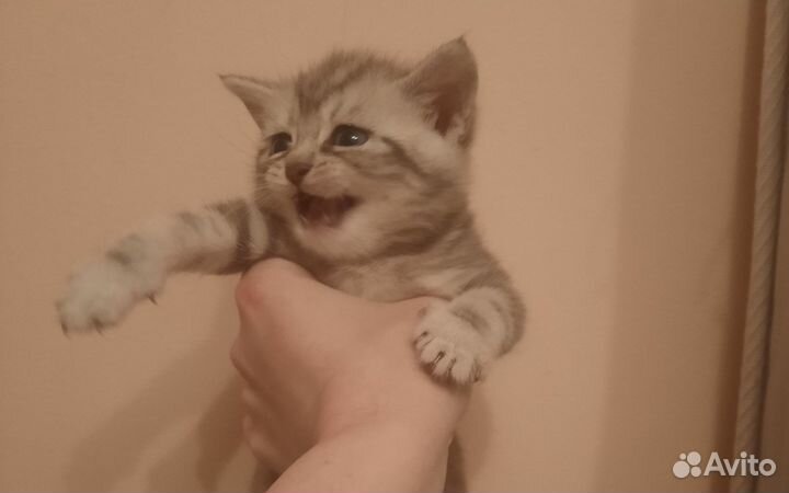 Продам котят