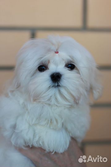 Щенки мальтезе