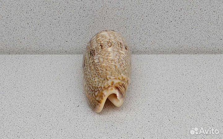 Олива 9,4 морская ракушка раковина