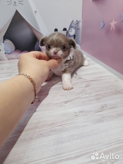 Щенки чихуахуа
