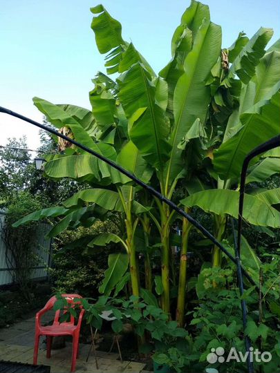 Банановая пальма