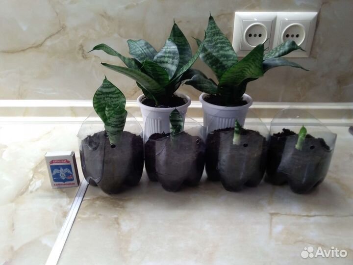 Сансевиерия Хана