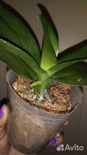 Орхидея фаленопсис Fragrance бронь