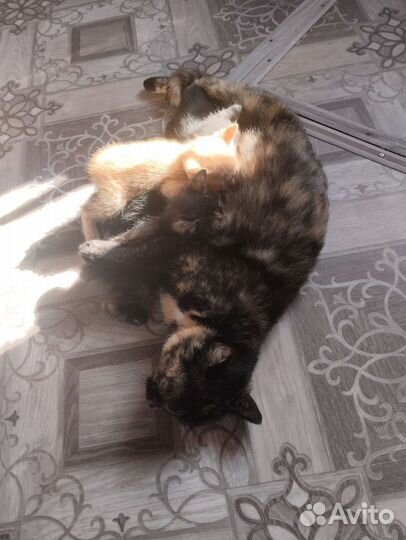 Котята отдам бесплатно