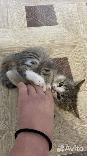 Котик в добрые руки