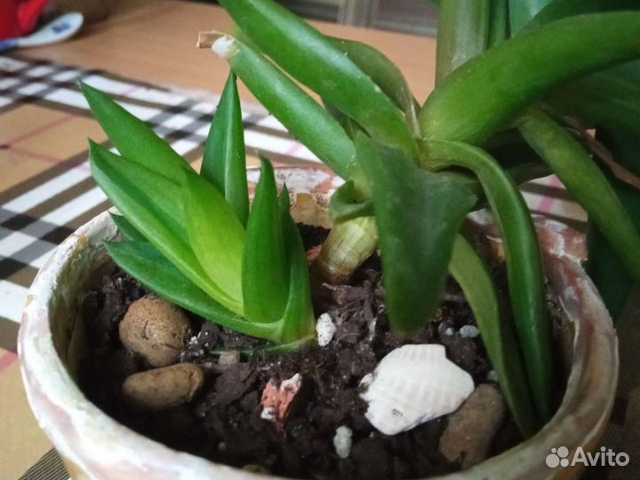 Домашний цветочек