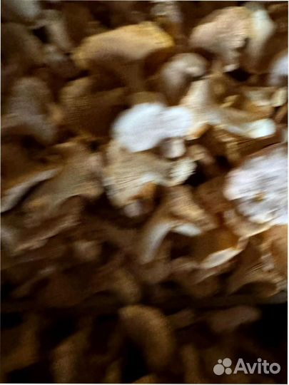 Грибы лисички свежие оптом