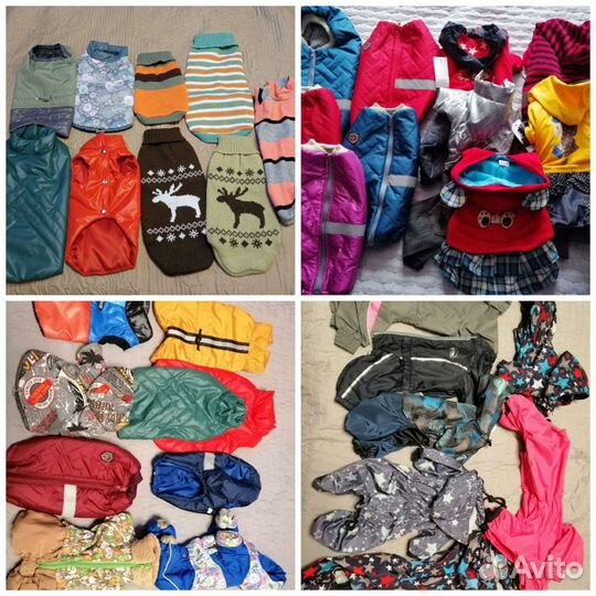 Одежда для собак