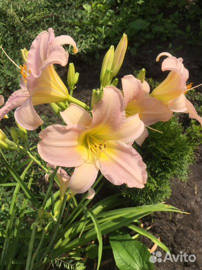 Лилейник/цена за куст. До Воронежа бесплатно :