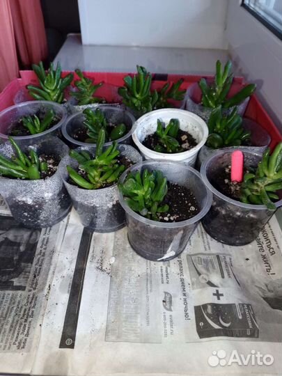 Черенки растения Красула хоббит денежного дерева